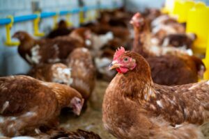 PJ instaura procedimento para acompanhar suspeita de gripe aviária em Eldorado do Carajás-PA