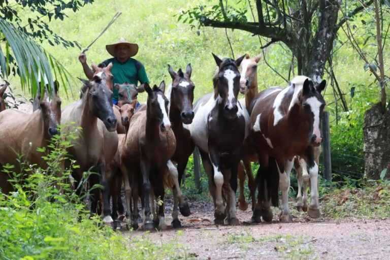 ADEPARÁ prorroga prazo para atualizar cadastro de animais de produção no Estado
